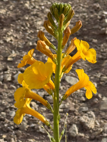 Argylia robusta (Argylia robusta)