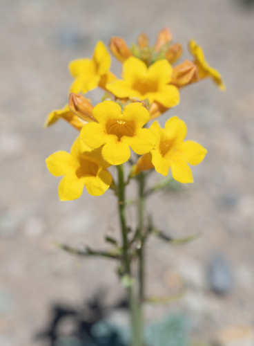 Argylia robusta (Argylia robusta)