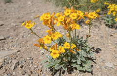 Argylia robusta (Argylia robusta)