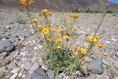 Argylia robusta (Argylia robusta)