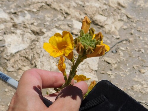 Argylia robusta (Argylia robusta)
