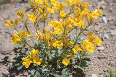 Argylia robusta (Argylia robusta)