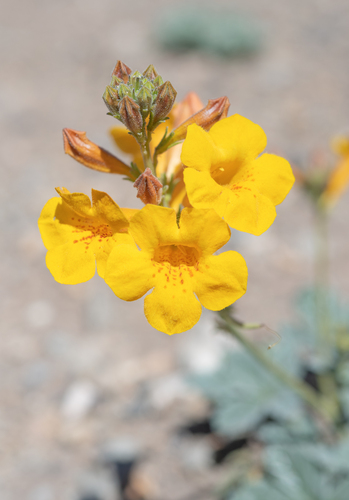 Argylia robusta (Argylia robusta)