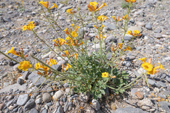 Argylia robusta (Argylia robusta)