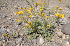 Argylia robusta (Argylia robusta)