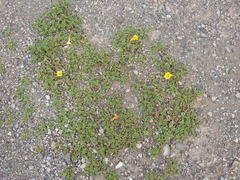 Argylia uspallatensis (Argylia uspallatensis)