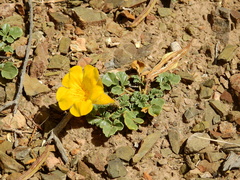 Argylia uspallatensis (Argylia uspallatensis)