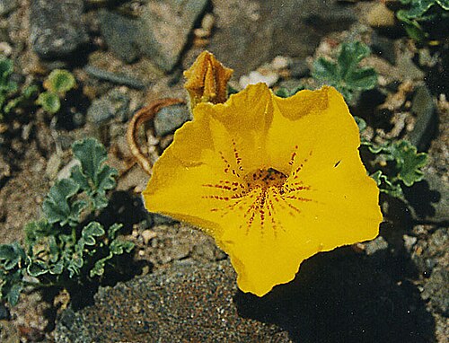 Argylia uspallatensis: A product of the high Andes, locally called Triaca. In context at www.dixpix.ca/sth_cordillera/flora/bignonia/index.html