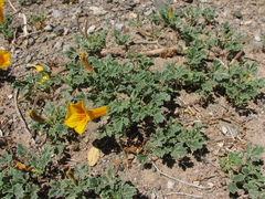 Argylia uspallatensis (Argylia uspallatensis)