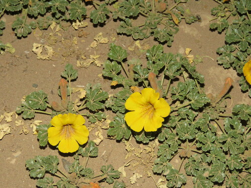 Argylia uspallatensis (Argylia uspallatensis)
