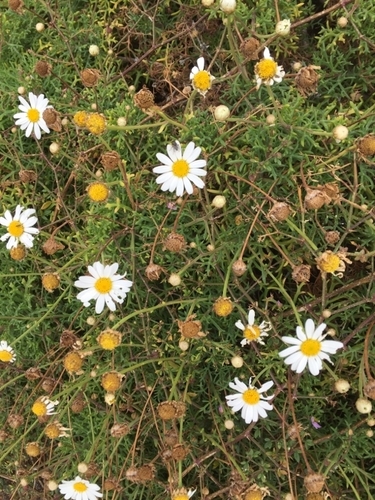 Marguerite (Argyranthemum frutescens)
