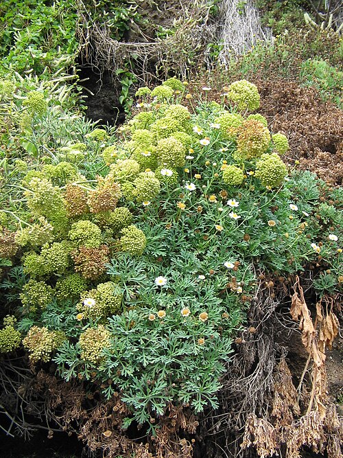 Marguerite: Argyranthemum frutescens & Crithmum maritimum