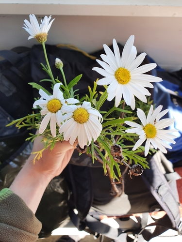 Marguerite (Argyranthemum frutescens)
