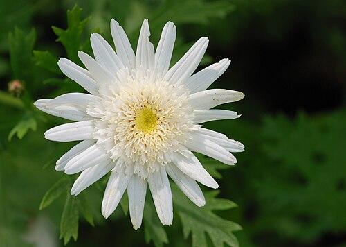 Marguerite: Argyranthemum frutescens cultivar
