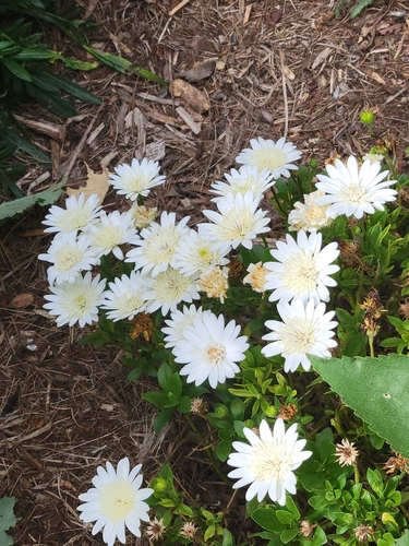 Marguerite (Argyranthemum frutescens)