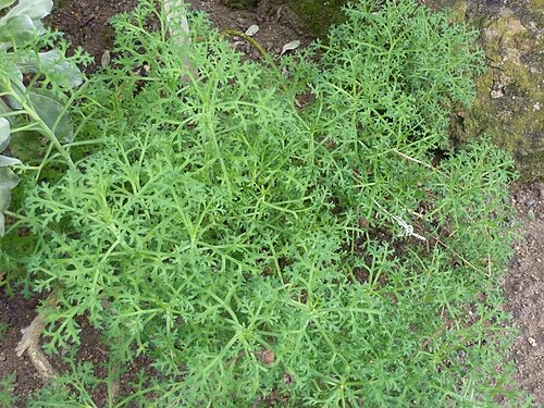 Marguerite: Argyranthemum frutescens in the Botanical Garden, Berlin