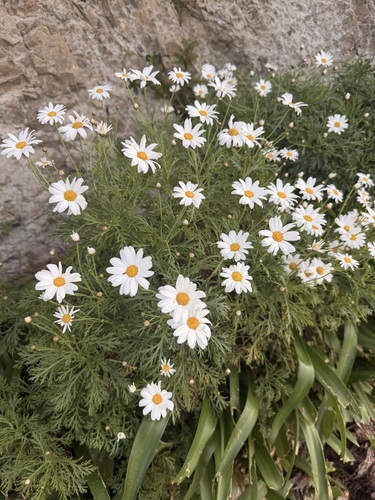 Marguerite (Argyranthemum frutescens)