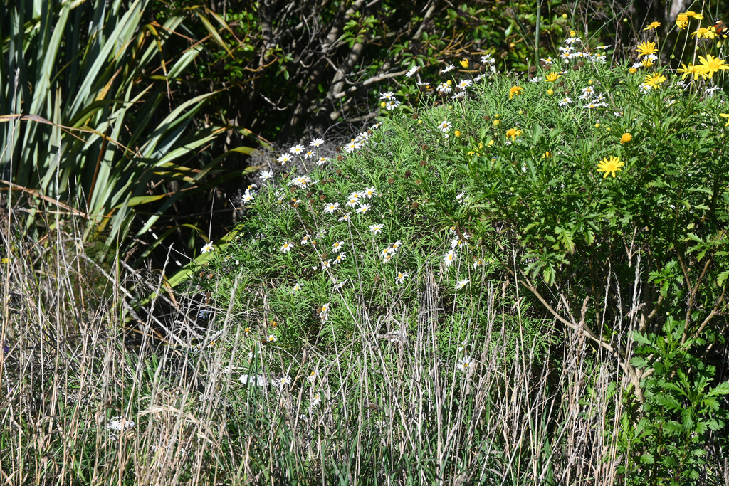 Marguerite (Argyranthemum frutescens)