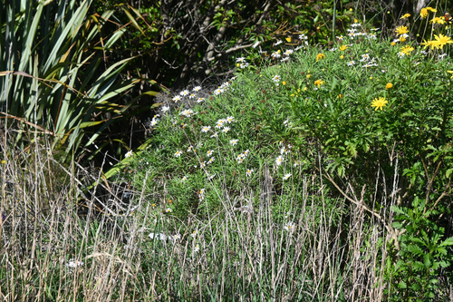 Marguerite
