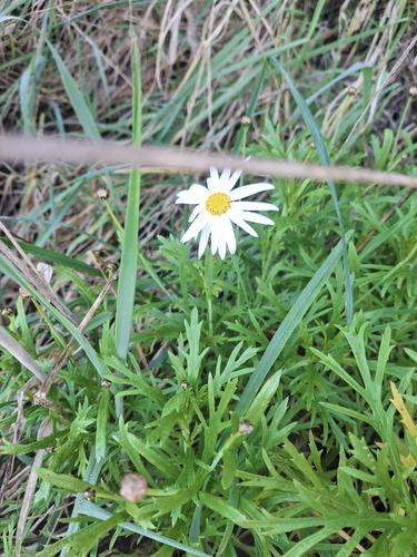 Marguerite (Argyranthemum frutescens)
