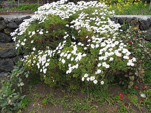 Marguerite: Strauchmargerite ( Argyranthemum frutescens ) - Habitus