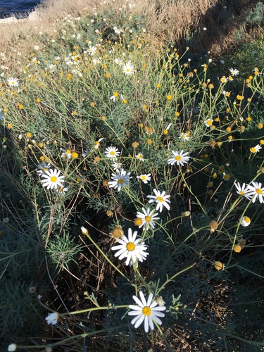 Marguerite (Argyranthemum frutescens)