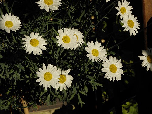 Marguerite: Marguerite - Argyranthemum frutescens