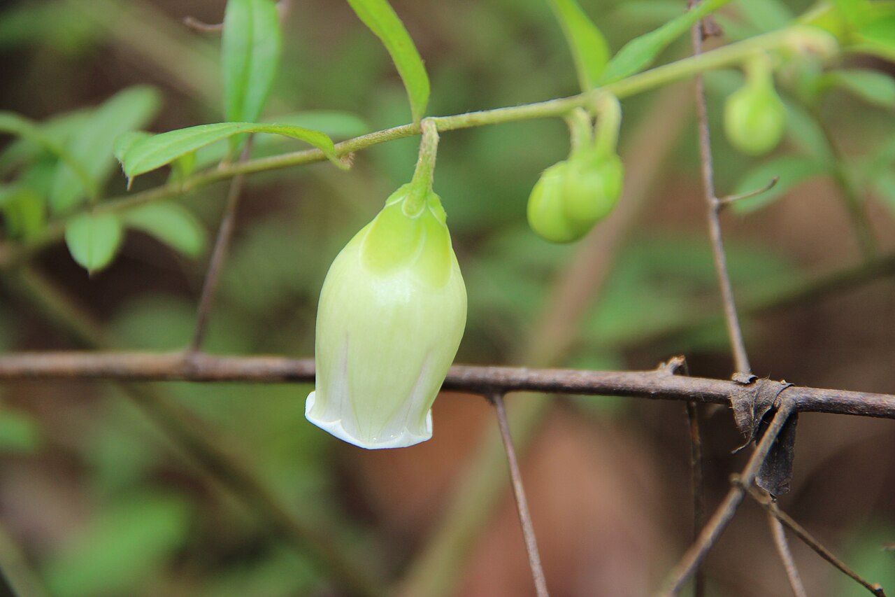 Argyreia lycioides: Fleur de Blinkworthia_lycioides Choisy