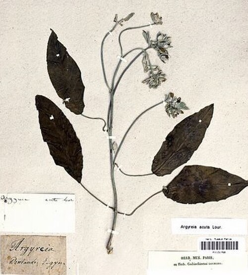 Argyreia obtusifolia: Argyreia acuta Lour., herbier de João de Loureiro, Muséum national d'histoire naturelle