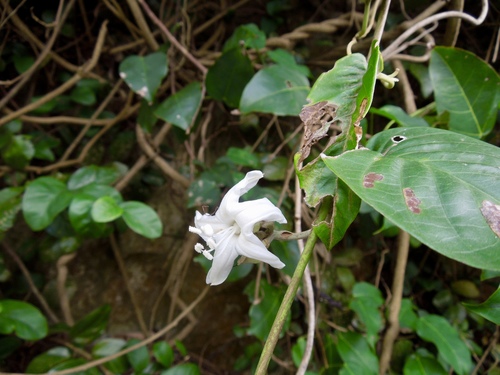 Argyreia obtusifolia (Argyreia obtusifolia)