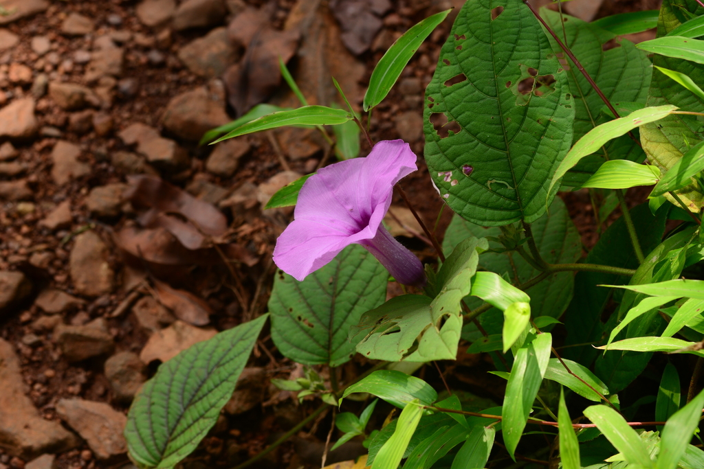Argyreia pilosa (Argyreia pilosa)
