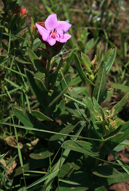 Argyrella canescens: Argyrella canescens (= Dissotis canescens , Heterotis canescens ), Schwarzmundgewächse (Melastomataceae) – Swasiland/eSwatini: Malolotja Nature Reserve, ca. 0,9