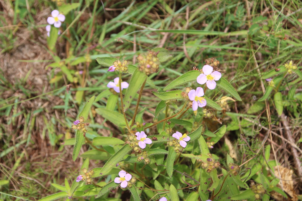 Argyrella phaeotricha (Argyrella phaeotricha)