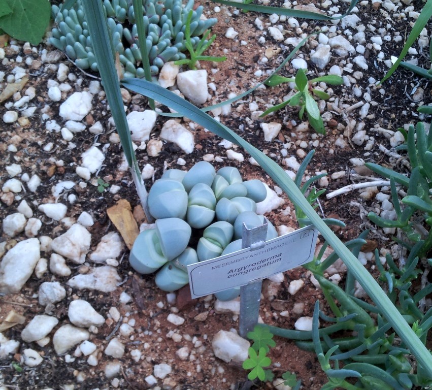 Argyroderma congregatum: Argyroderma congregatum