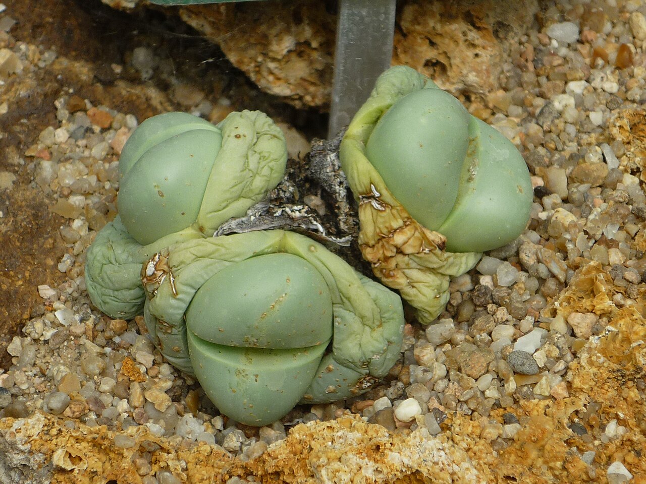 Argyroderma congregatum: Argyroderma congregatum, jardin des plantes de Paris, France
