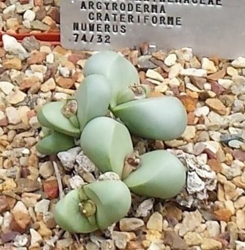 Argyroderma crateriforme: Argyroderma succulents from the Knersvlakte in cultivation in Stellenbosch University nursery