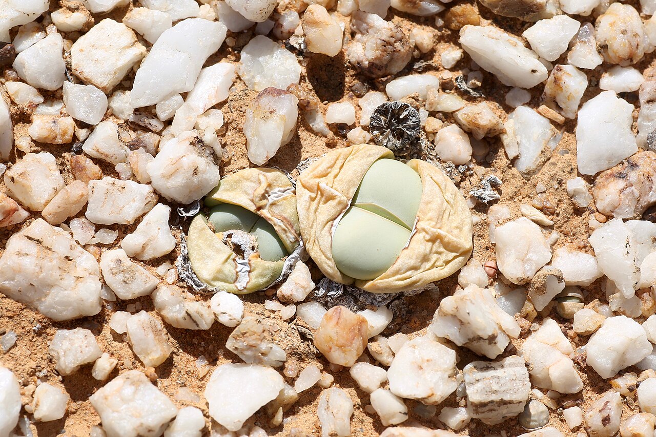 Argyroderma delaetii: Quartz pebble patch in the area of Knersvlakte. Near intersection of the Salt River (Soutrivier) and Route N7, north of Vanrhynsdorp, Namaqualand, Western Cape,