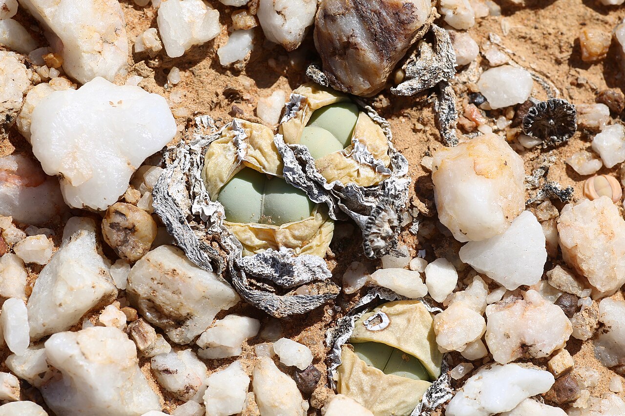 Argyroderma delaetii: Quartz pebble patch in the area of Knersvlakte. Near intersection of the Salt River (Soutrivier) and Route N7, north of Vanrhynsdorp, Namaqualand, Western Cape,