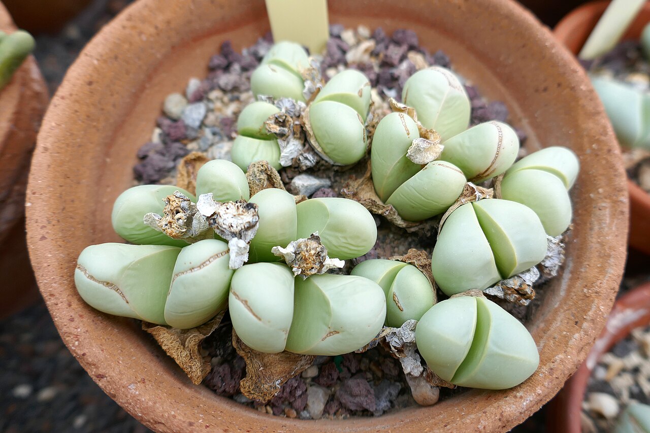 Argyroderma delaetii: Argyroderma delaetii Jardin des plantes de Nantes.