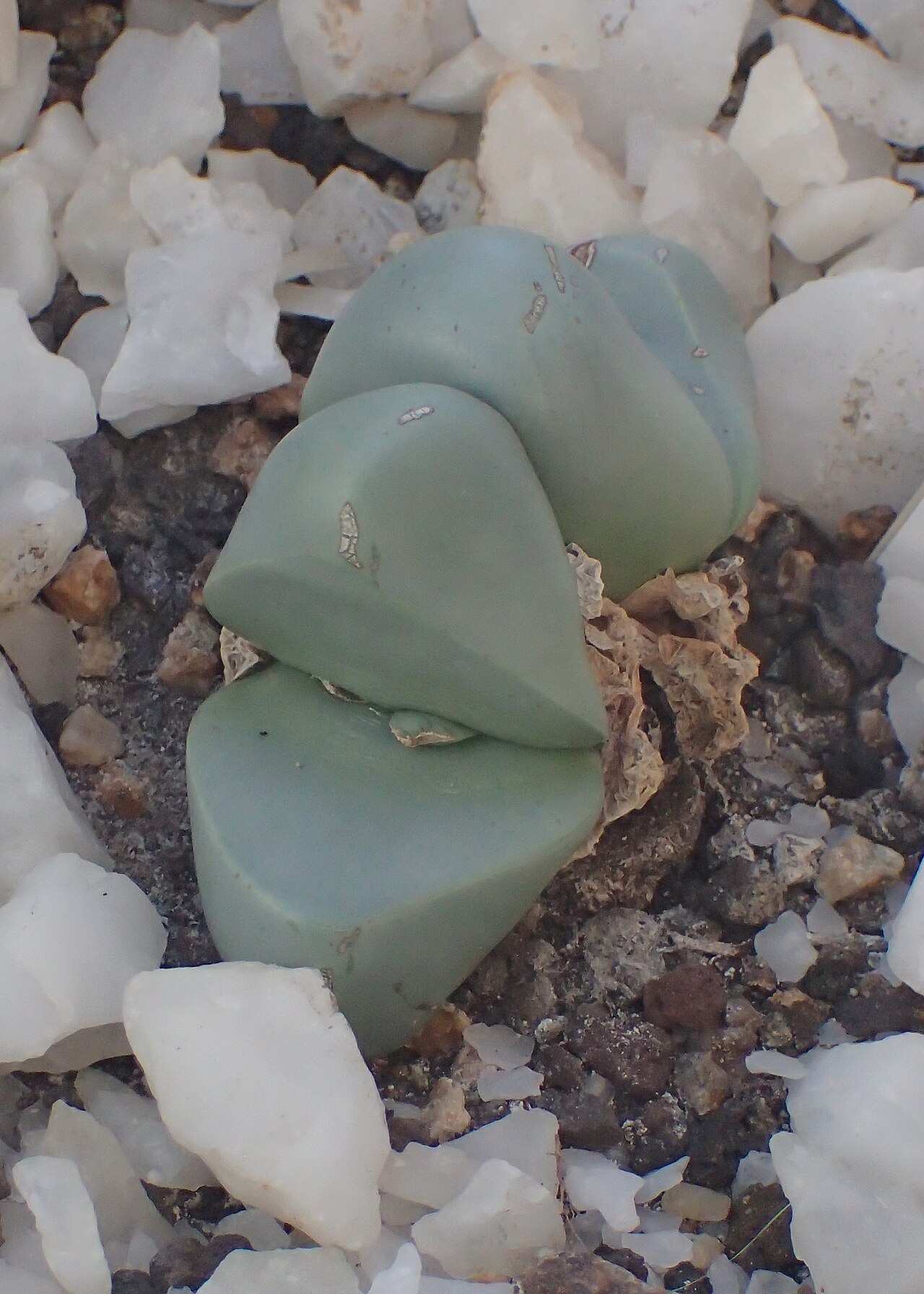 Argyroderma delaetii: Argyroderma delaetii in the Botanischer Garten, Berlin-Dahlem