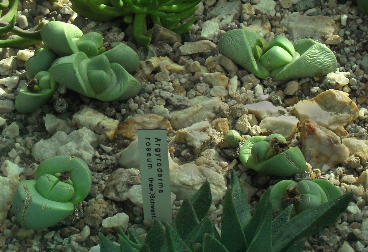Argyroderma delaetii: Argyroderma roseum - Botanischer Garten Leipzig