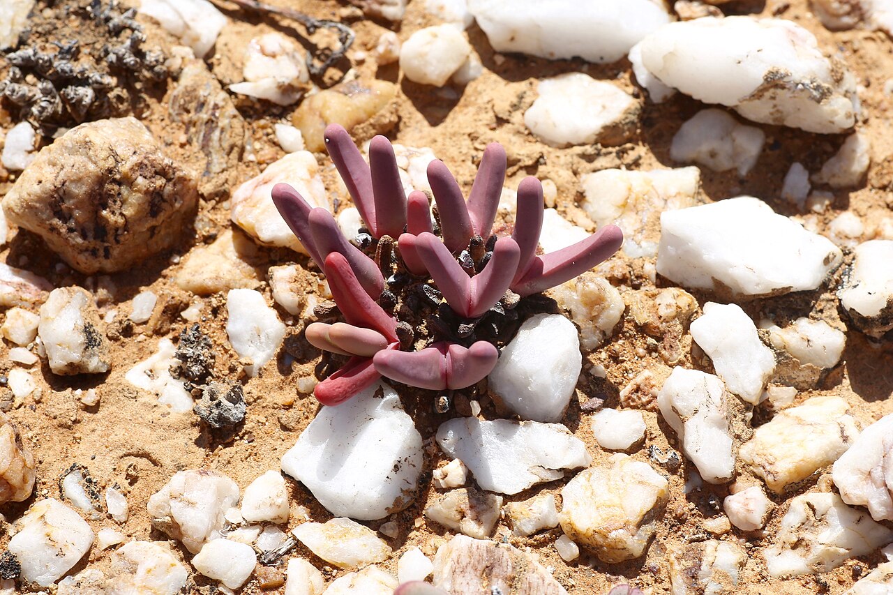 Aizoaceae fissum: Quartz pebble patch in the area of Knersvlakte. Near intersection of the Salt River (Soutrivier) and Route N7, north of Vanrhynsdorp, Namaqualand, Western Cape,