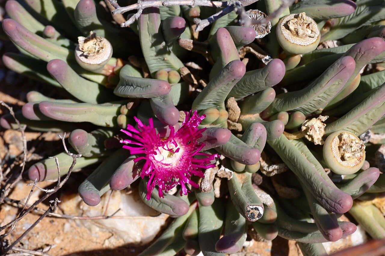 Aizoaceae fissum: Quartz pebble patch in the area of Knersvlakte. Near intersection of the Salt River (Soutrivier) and Route N7, north of Vanrhynsdorp, Namaqualand, Western Cape,