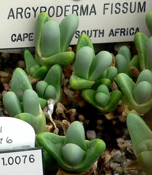 Aizoaceae fissum: Photo of Argyroderma fissum at the University of California Botanical Garden