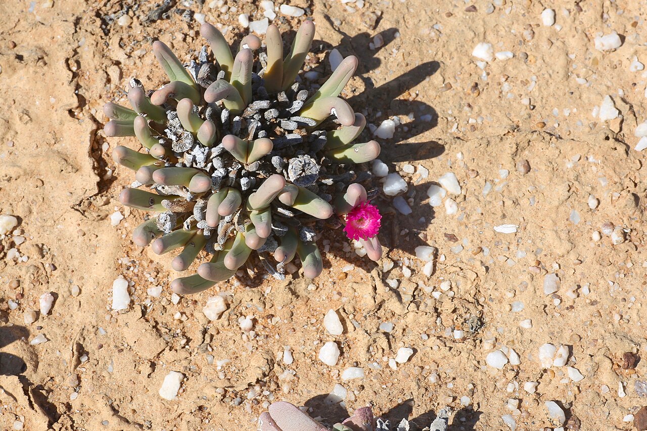 Aizoaceae fissum: Quartz pebble patch in the area of Knersvlakte. Near intersection of the Salt River (Soutrivier) and Route N7, north of Vanrhynsdorp, Namaqualand, Western Cape,