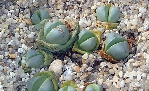 Argyroderma patens: Location taken: the New York Botanical Garden. Names: Argyroderma patens L.Bolus, Argyroderm Classification: Plantae > Magnoliophyta > Magnoliopsida > Caryophyl