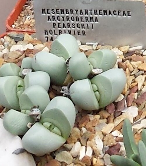 Argyroderma pearsonii: Argyroderma succulents from the Knersvlakte in cultivation in Stellenbosch University nursery