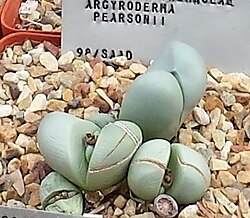 Argyroderma pearsonii: Argyroderma succulents from the Knersvlakte in cultivation in Stellenbosch University nursery