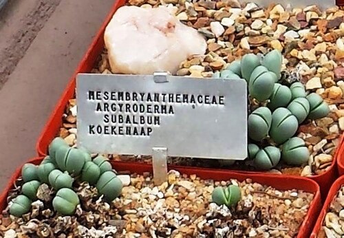 Argyroderma subalbum: Argyroderma succulents from the Knersvlakte in cultivation in Stellenbosch University nursery