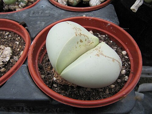 Argyroderma testiculare: Argyroderma testiculum